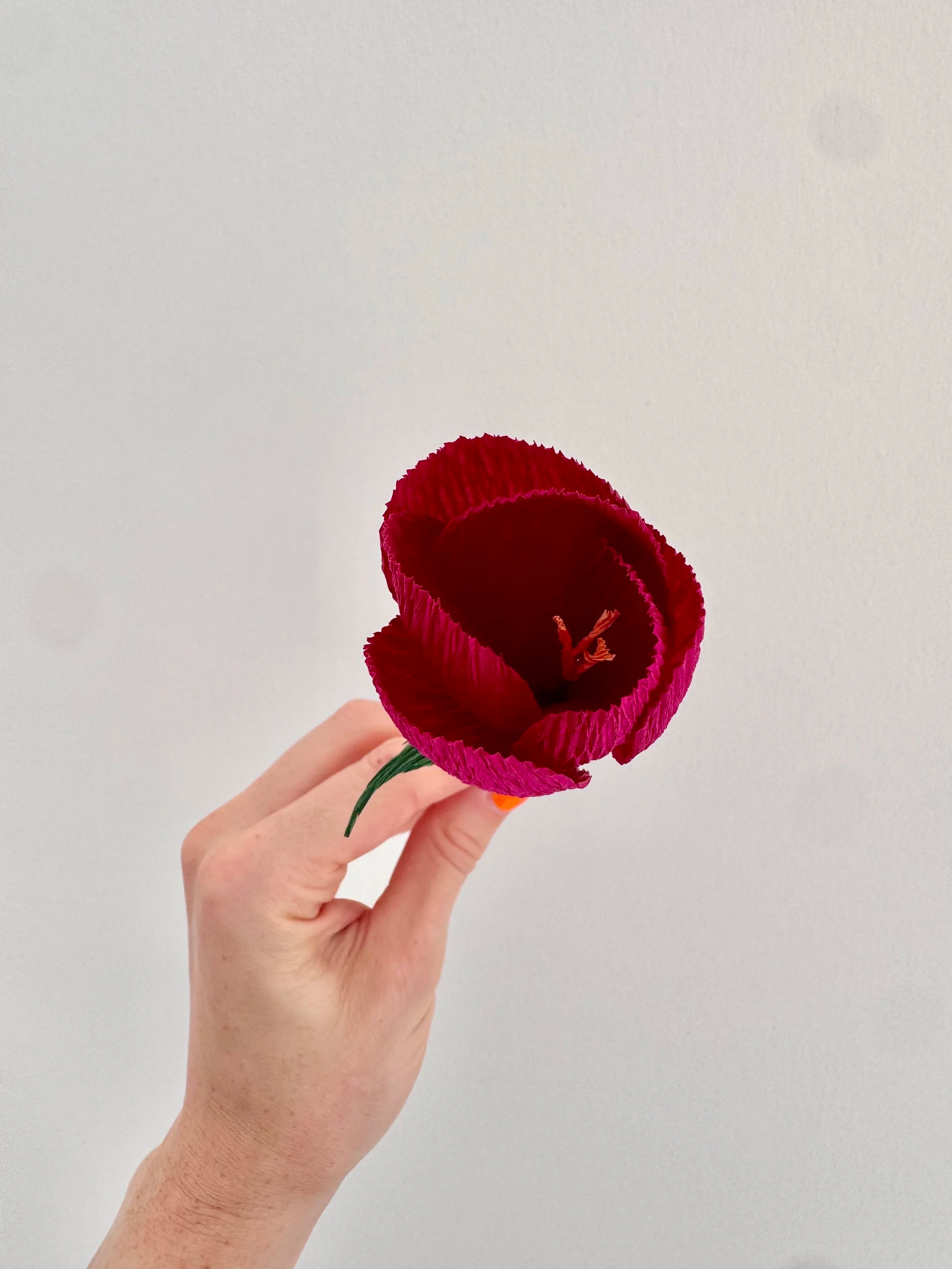 Hand holding a dark purple crocus against a plain background
