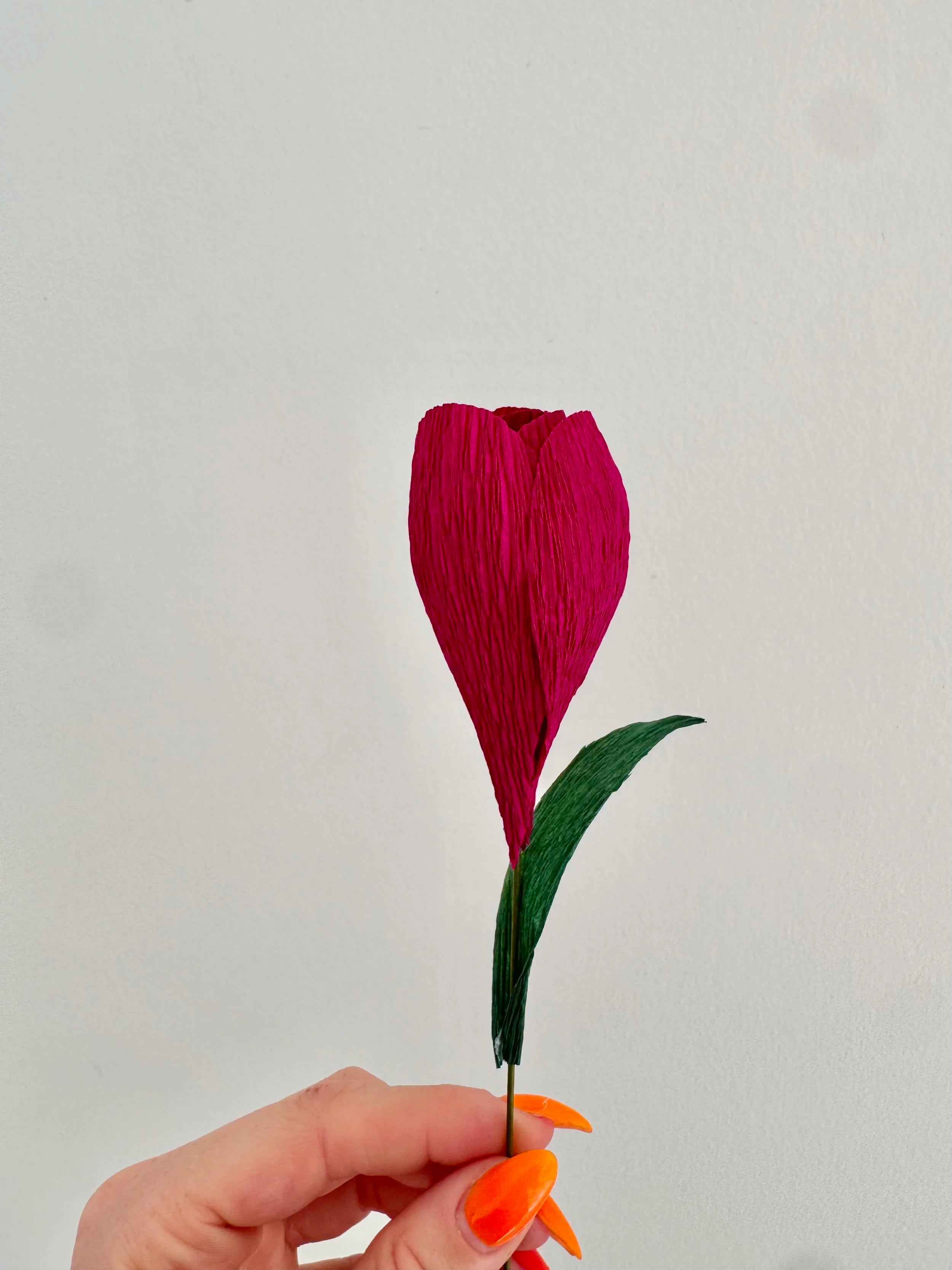 Hand holding a dark purple crocus against a plain background