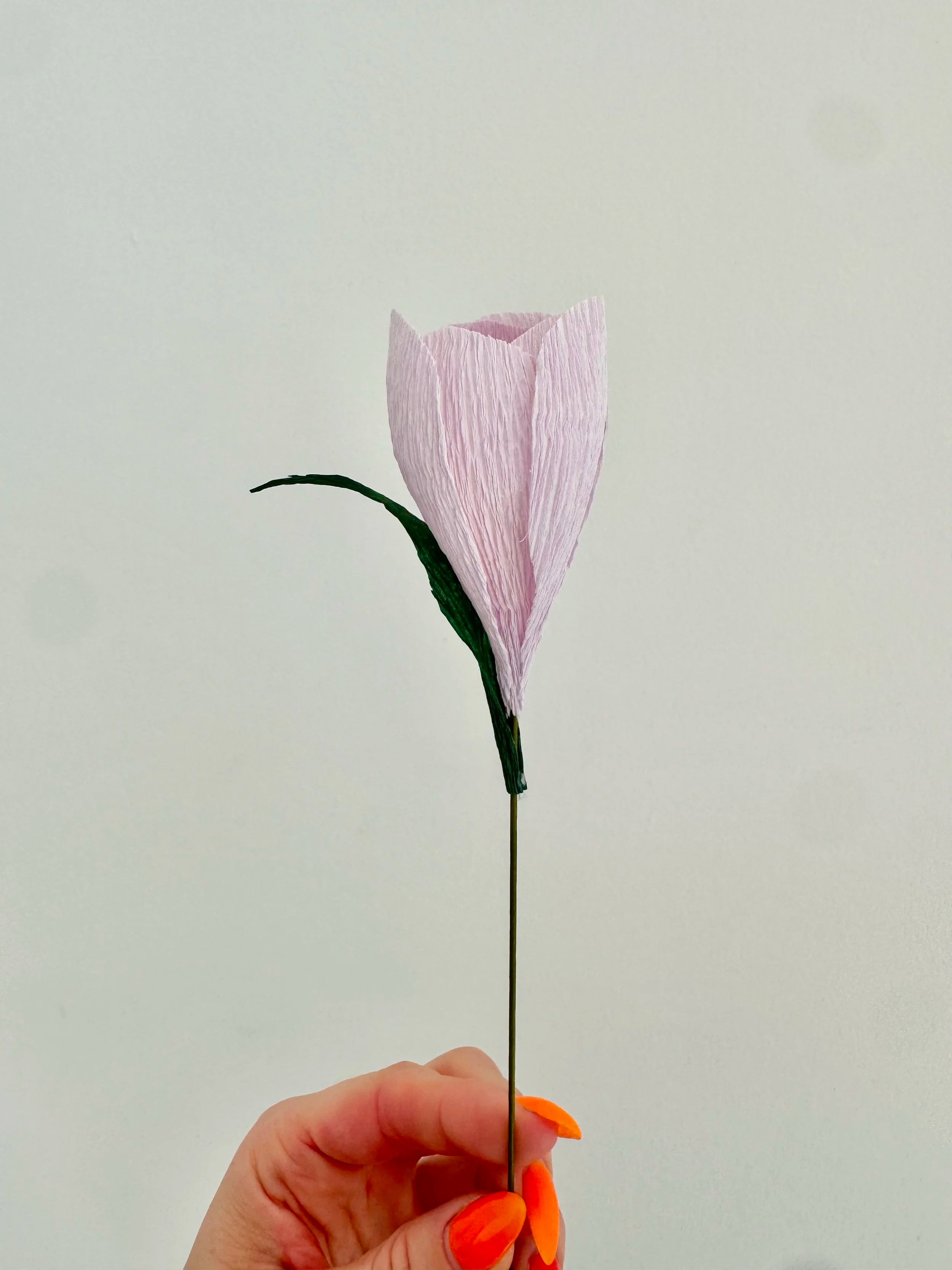Hand holding a light purple crocus against a plain background