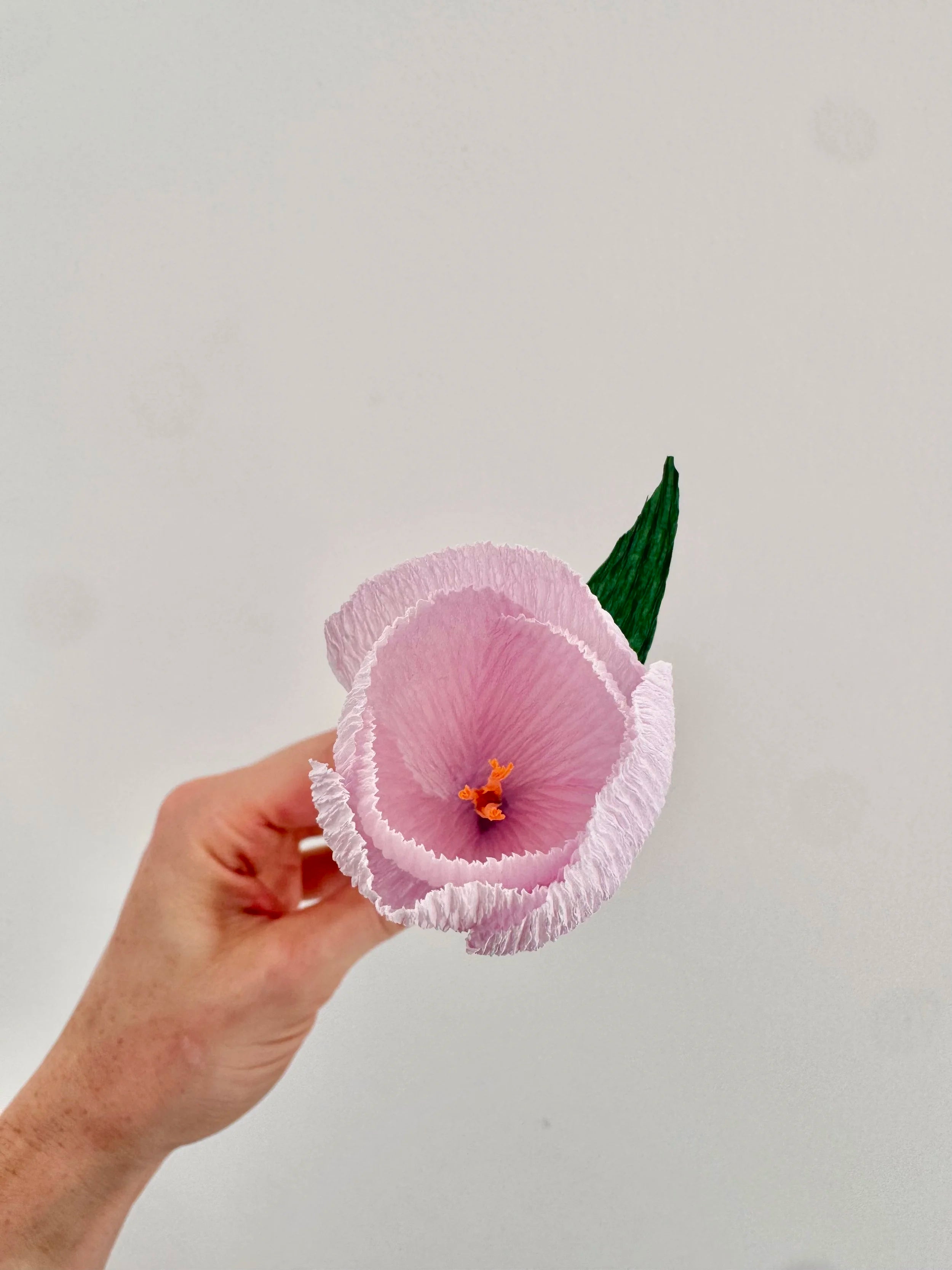 Hand holding a light purple crocus against a plain background