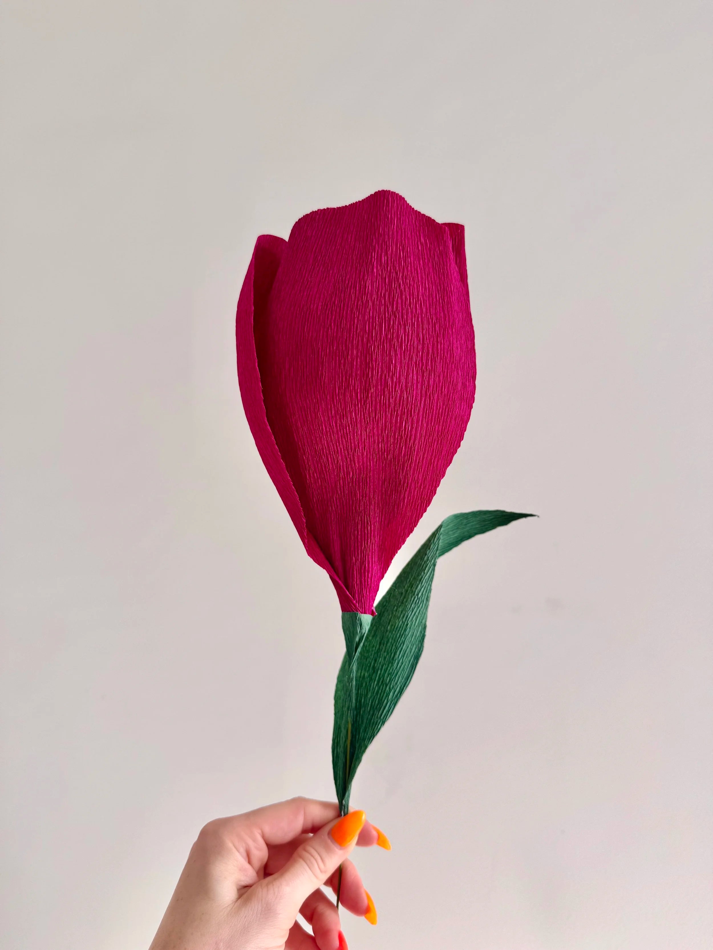 Hand holding a dark purple crocus against a plain background