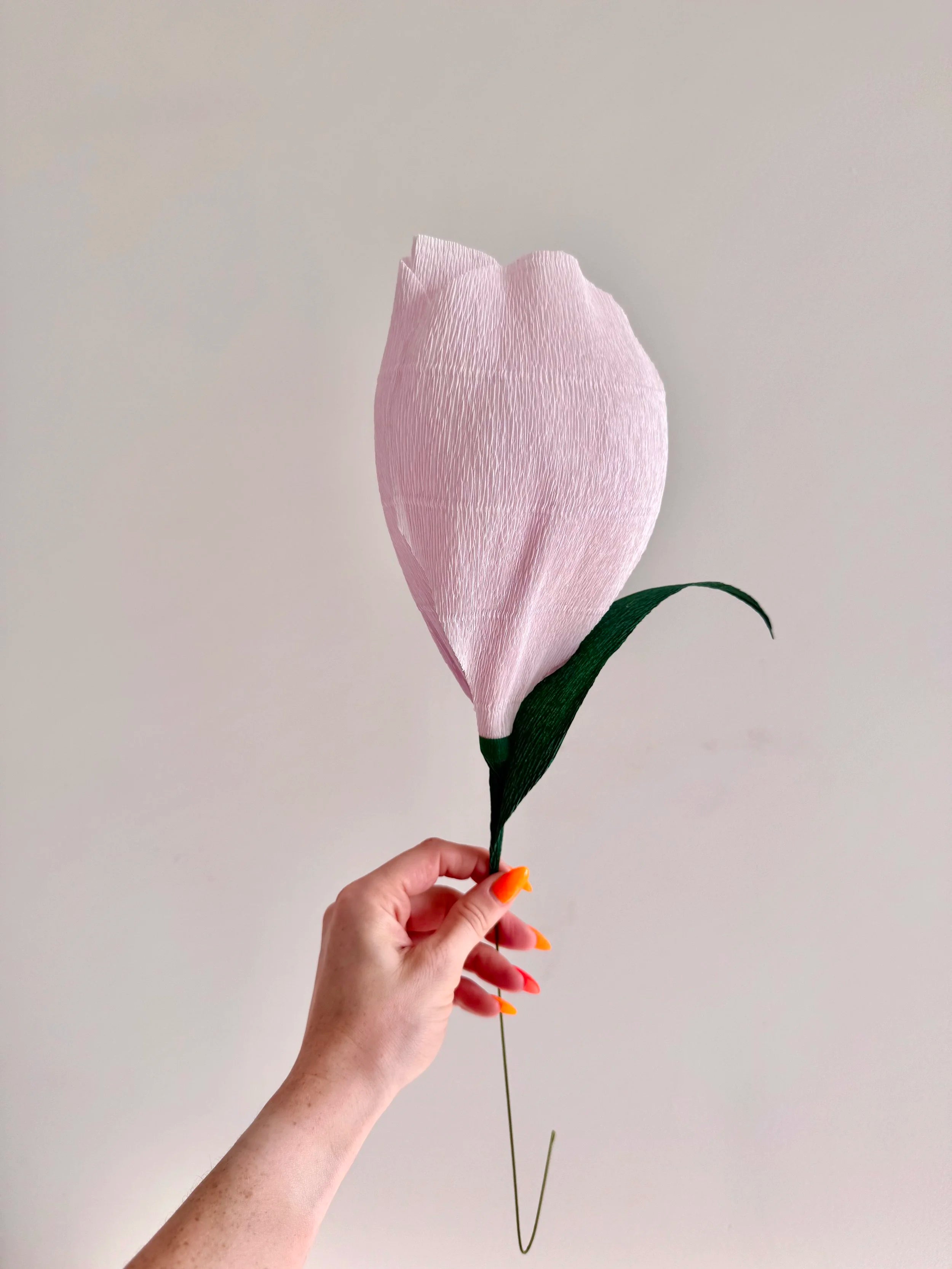 Hand holding a large light purple crocus against a plain background