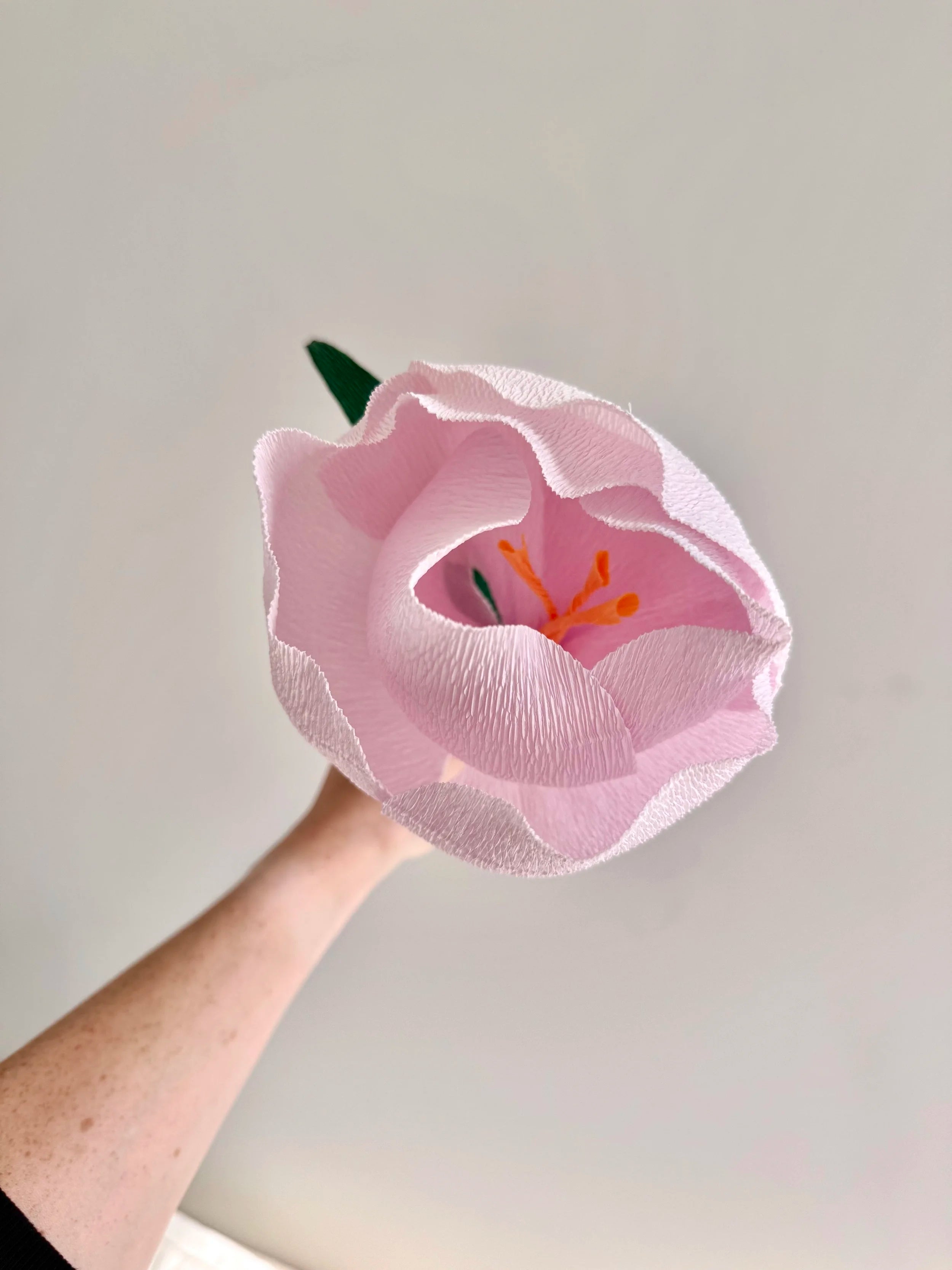 Light purple paper crocus held by a hand against a plain background