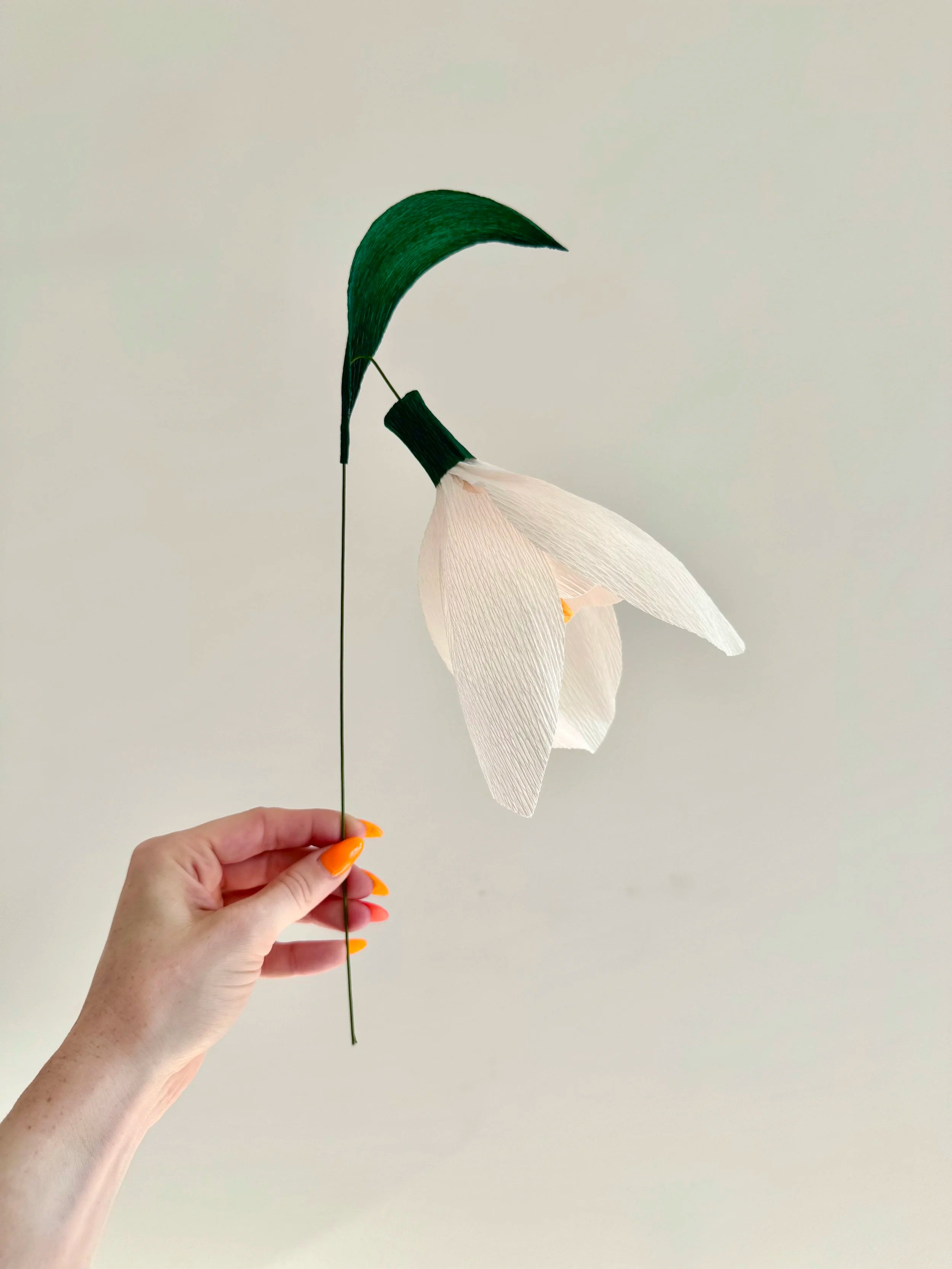 Hand holding a white snowdrop with a green stem against a light background
