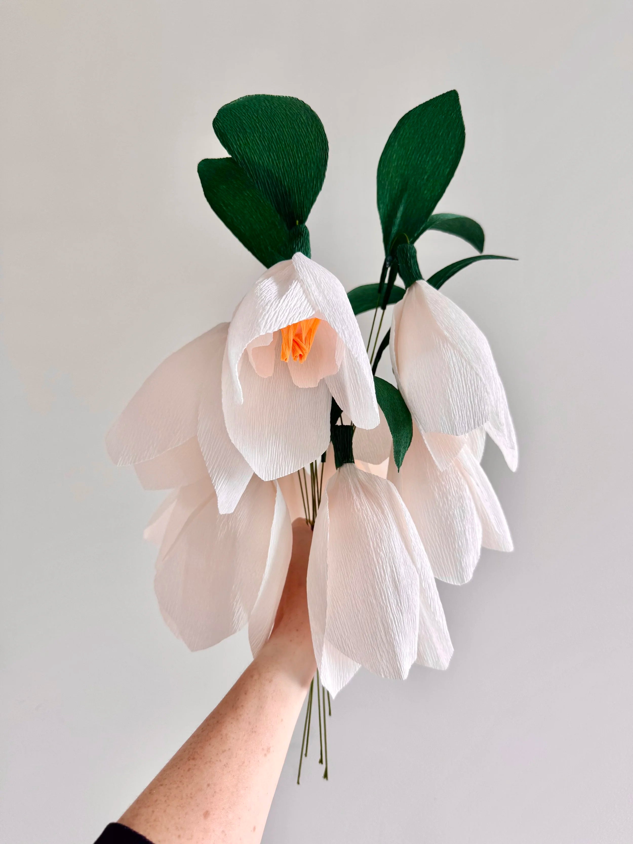 Bouquet of white snowdrops with green leaves held by a hand against a light gray background
