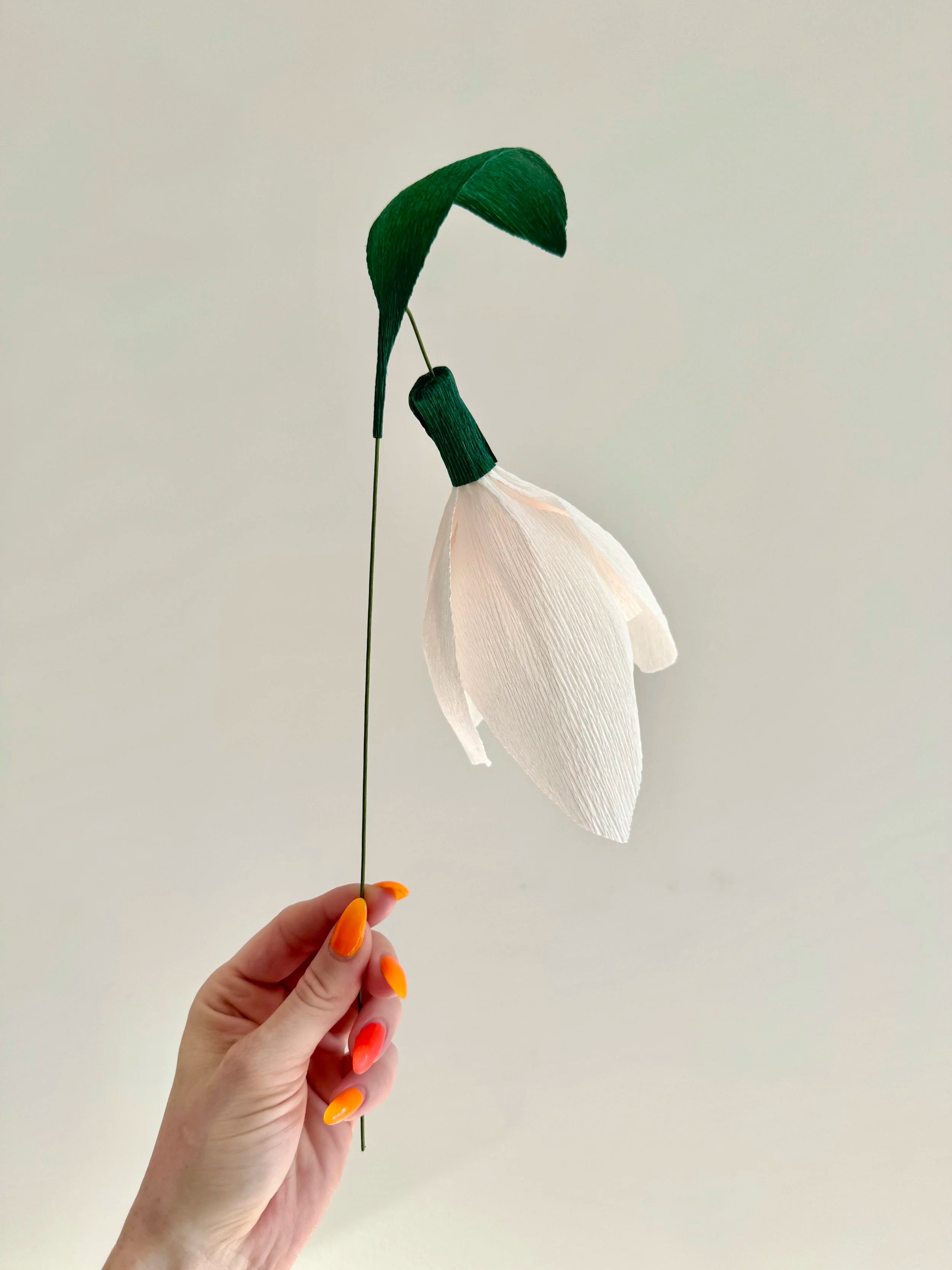 Hand holding a white snowdrop against a plain background