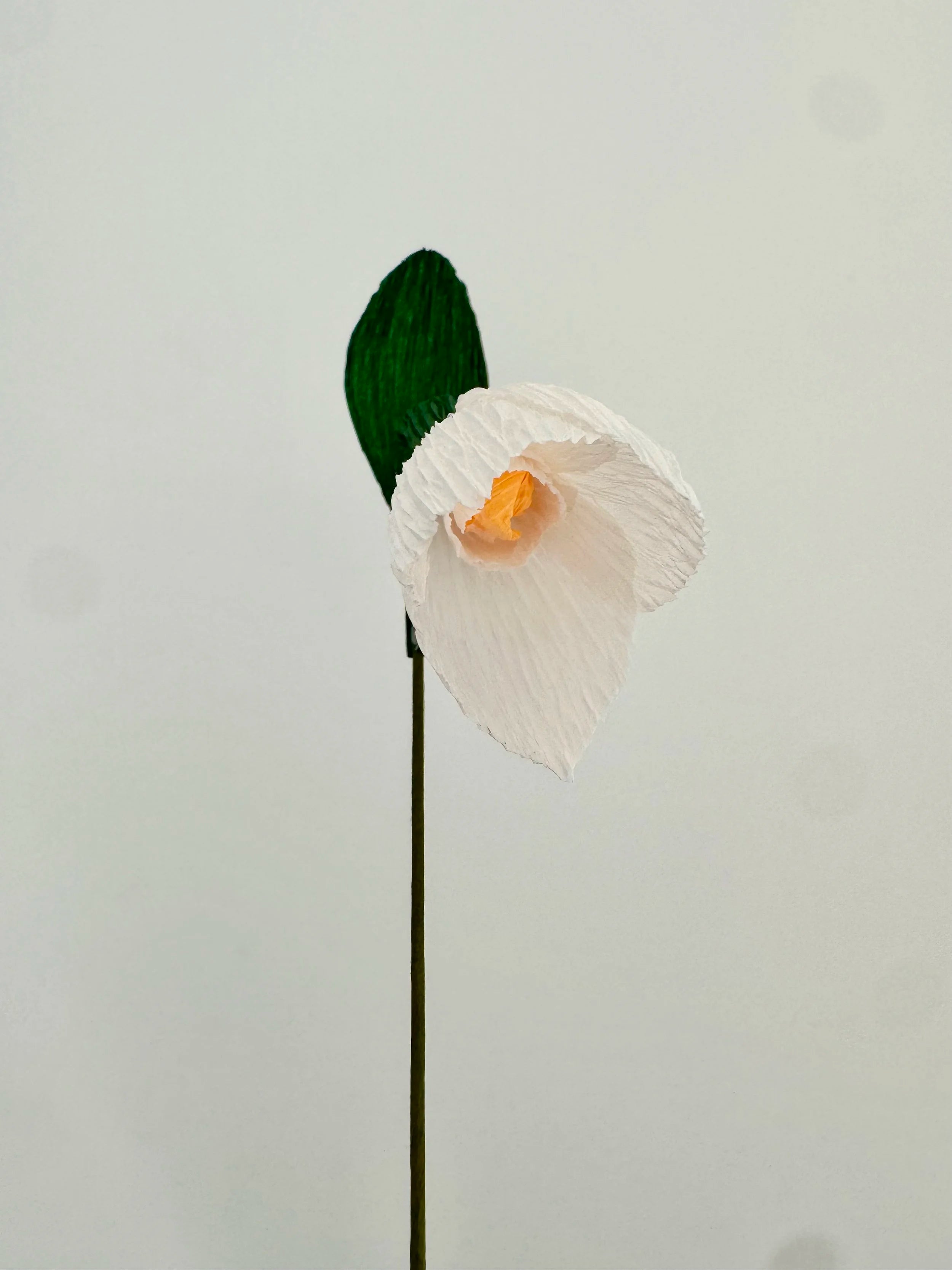 White snowdrop with a green leaf on a light background