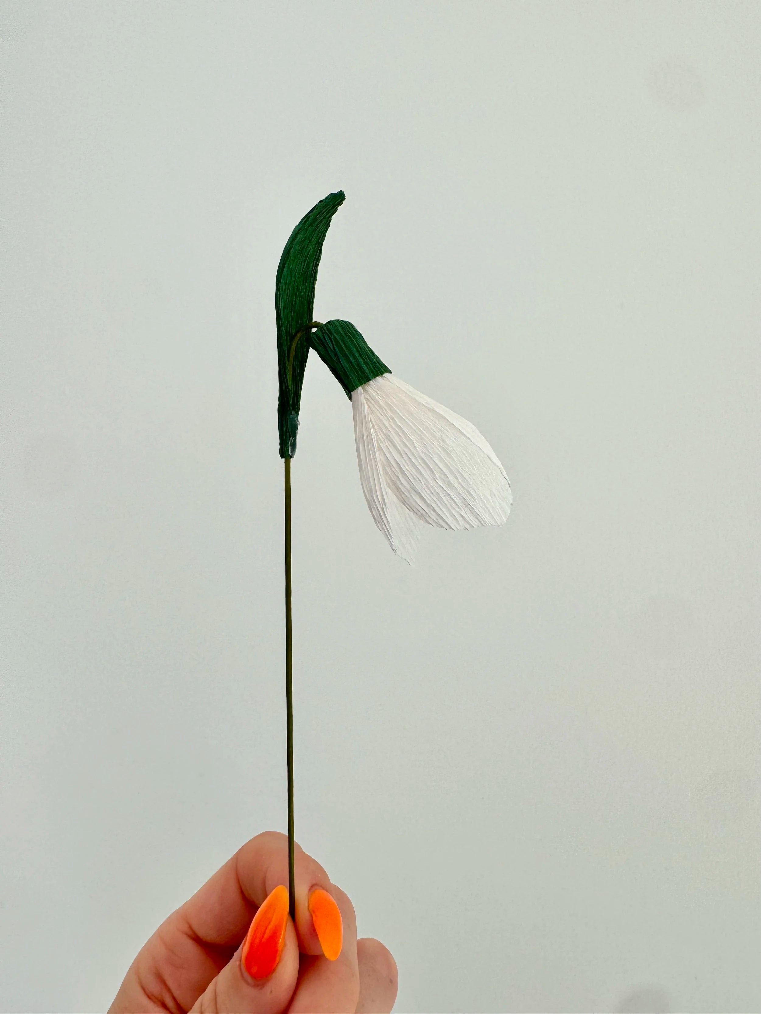 Hand holding a snowdrop flower with a long stem against a plain background